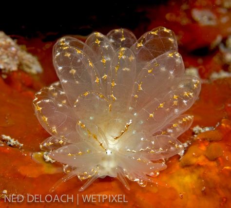 Cyerce Elegans, Marine Invertebrates, Sea Beans, Creature Marine, Sea Slugs, Beneath The Sea, Sea Snail, Sea Slug, Underwater Creatures