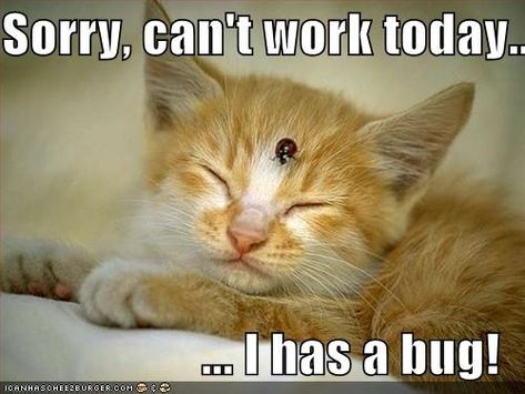 Under The Weather Quotes, Weather Quotes, Funny Cat Photos, Under The Weather, Animal Magic, Kitten Pictures, A Bug, Kittens Funny, Funny Cat Memes