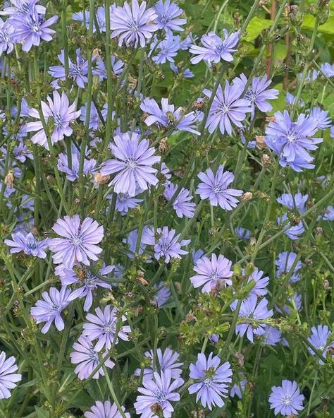 Chicory Flower, Bach Flowers, Coffee Substitute, The Dandelion, Chicory Root, Salad Leaves, Mountain Girl, Herbal Magic, Vitamin B6