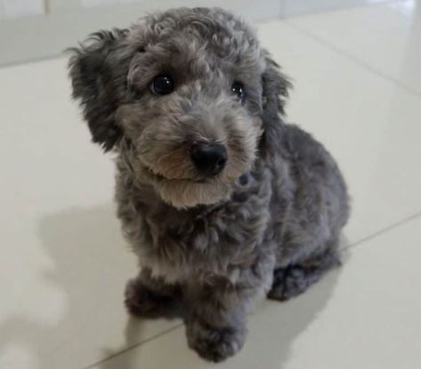 Poodle Colors, Grey Poodle, Toy Poodle Puppy, Silver Poodle, Parti Poodle, Red Poodles, Toy Poodle Puppies, Dog Walk, Miniature Poodle