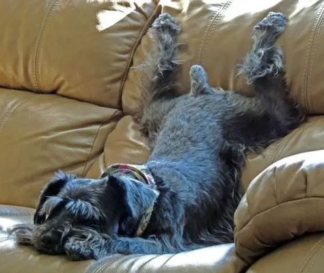 23 Reasons Why You Should Never Own Schnauzers - The Paws Schnauzer Grooming, Schnauzer Mix, Mini Schnauzer Puppies, Standard Schnauzer, Mini Schnauzers, Miniature Schnauzer Puppies, Miniature Schnauzers, Giant Schnauzer, Schnauzer Puppy