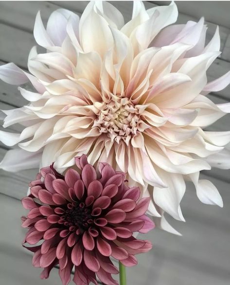 Dahlia Flower Garden, Dahlia Tattoo, Front Yard Flowers, Dahlias Garden, Celestial Wedding, Garden Greenhouse, A Match Made In Heaven, Match Made In Heaven, Dahlia Flower