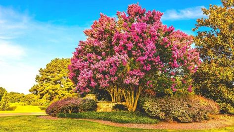 What To Plant Under Crepe Myrtle, Crepe Myrtle Landscaping, Rose Of Sharon Bush, Myrtle Flower, Crepe Myrtles, Crepe Myrtle Trees, Drought Tolerant Trees, Colorful Shrubs, Myrtle Tree