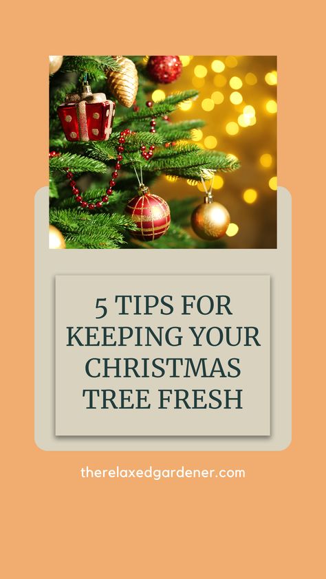 Christmas Tree Care, Live Tree, Fresh Christmas Trees, Artificial Trees, Fresh Cut, Tree Stand, Tree Farms, Holiday Specials, Holiday Traditions