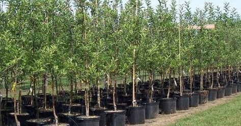 Growing Fruit Trees, Tree Nursery, Cedar Trees, Citrus Trees, Backyard Farming, Peach Trees, Ornamental Trees, Christmas Tree Farm, Hobby Farms