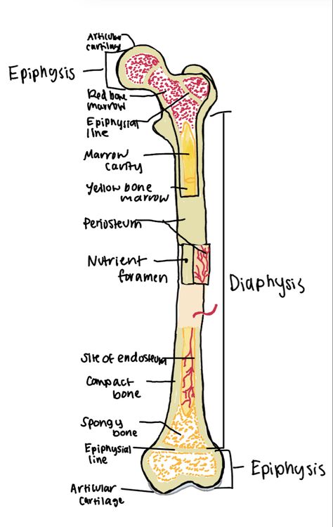 This picture shows the general anatomy of a long bone. It is composed of an outer shell called dense bone (cortical bone). Inside is the marrow cavity or medullary cavity which houses the bone marrow. At the ends of the bone the space has spongy bone as well as some in the shaft. The diaphysis provides leverage while the epiphysis is enlarged to add strength to the joint. The joint surface has articular cartilage which allows for joint movement. General Anatomy, Nursing School Inspiration, Medical School Life, Nursing School Motivation, Basic Anatomy And Physiology, Nurse Study Notes, Nursing Student Tips, Biology Facts, Medical Student Study