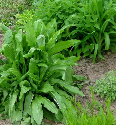 front L garden. French Sorrel is a great dynamic accumulator! Skilled at grabbing nutrients from the soil, while also being a perennial edible! French Sorrel, Sorrel Recipe, Sorrel Plant, Perennial Vegetables, Edible Landscaping, Food Forest, Wild Edibles, Forest Garden, Gardening Supplies