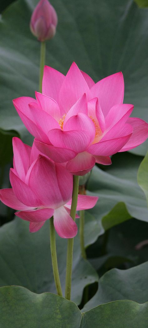 Pink Lotus Wallpaper, Wallpaper For Samsung Galaxy, Wallpaper For Samsung, Lotus Flower Images, Lotus Flower Wallpaper, Lotus Wallpaper, Rose Flower Photos, Hd Flower Wallpaper, Lotus Flower Pictures