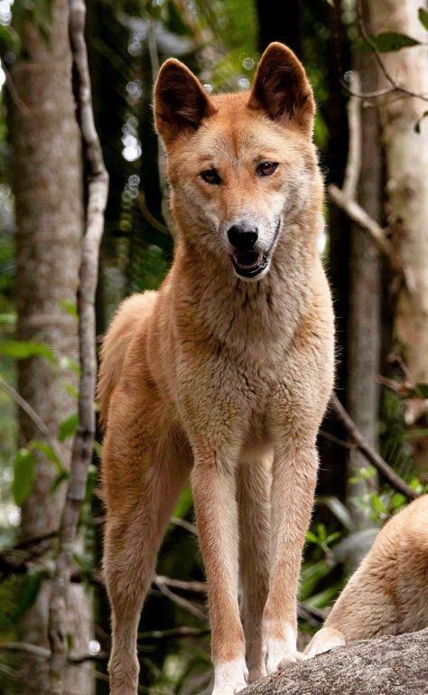 Native Australian Animals, Australian Dingo, Feral Dog, Animals In Australia, Mammals Animals, Australia Wildlife, Australian Mammals, Dingo Dog, Aussie Animals