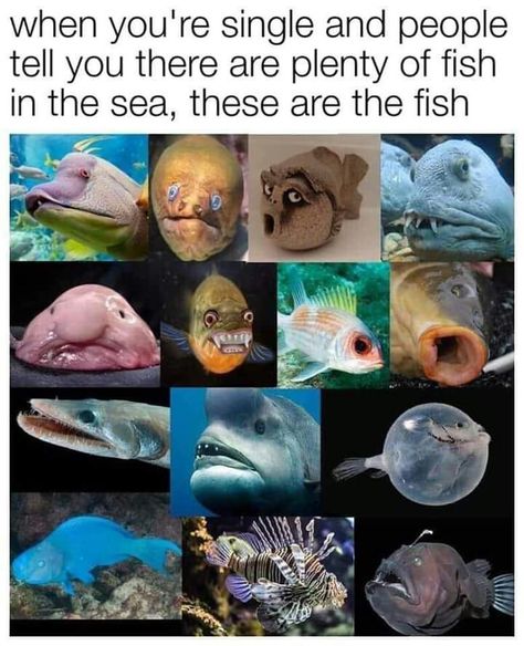 There are plenty of fish in the sea... Sea Quotes, Fish In The Sea, Plenty Of Fish, Clean Memes, Getting Him Back, Joke Of The Day, Memes Br, Sea Fish, Cool Pets