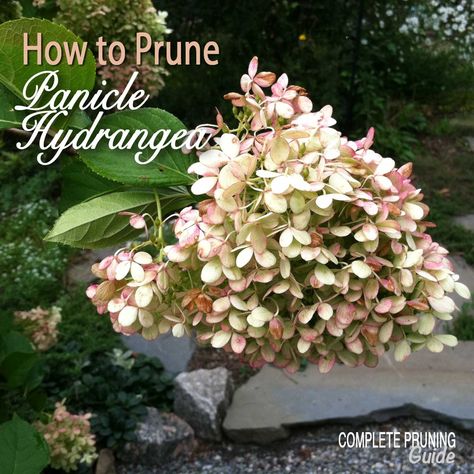 Pruning Panicle Hydrangea, When To Trim Hydrangeas, Hydrangea Pruning, Hydrangea Plant Care, Propagating Hydrangeas, Garden Hydrangea, Small Trees For Garden, Pruning Hydrangeas, Hydrangea Tree