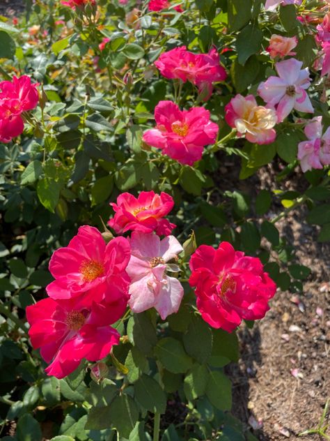 St Louis Botanical Garden, Missouri Botanical Garden, Shrub Roses, St Louis Mo, Botanical Garden, Rose Garden, Campfire, Botanical Gardens, St Louis