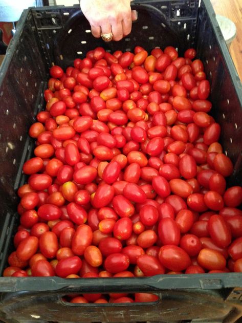 Canning Juliet Tomatoes and Trying to Avoid Fruit Float | Austin Urban Gardens Juliet Tomatoes Recipes, Freezing Roma Tomatoes, Canning Roasted Tomatoes Water Bath, Excess Tomatoes, Canning Stewed Tomatoes Water Bath, Open Kettle Canning Tomatoes, Tomato Season, Canning Tomatoes, Grape Tomatoes