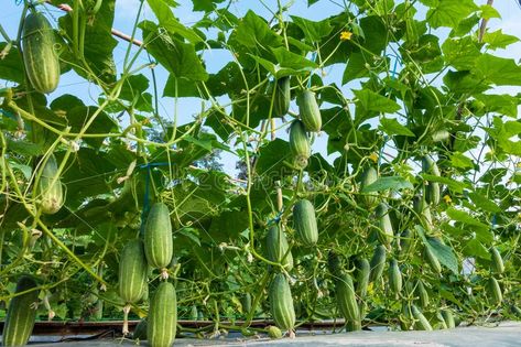 Cucumber in the garden. Cucumber hang on tree in the garden , #affiliate, #garden, #Cucumber, #tree, #hang #ad Cucumber Tree, Food Tree, Cucumber Gardening, Pickled Carrots, Growing Cucumbers, Recipe Images, Vintage Poster Art, Hang On, Vintage Poster