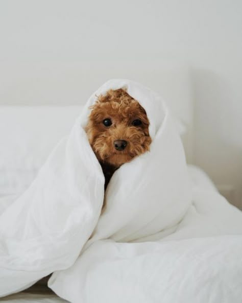 Dog Photoshoot, Cute Animals Puppies, Puppy Photos, Dream Dog, Dog Photo, Pet Photography, Toy Poodle, Labradoodle, Dog Photography