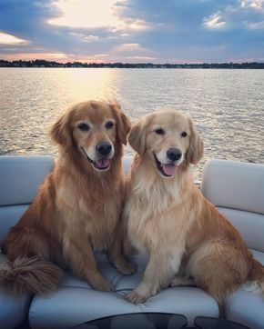 Dogs #goldenretriever Chien Golden Retriever, Golden Retriever Mix, Golden Puppy, Couples Pictures, Retriever Puppy, Sweet Dogs, Dogs Golden Retriever, Cute Dogs And Puppies, Retriever Dog