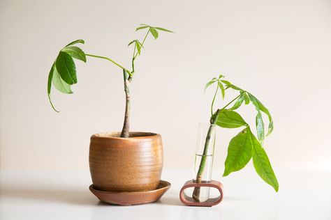 Propagate Money Tree, How To Care For A Money Tree Plant, Repotting Money Tree Plant, Repotting A Money Tree, How To Propagate Money Tree Plant, How To Take Care Of A Money Tree Plant, Tree In Water, Propagate Basil, Pothos In Water