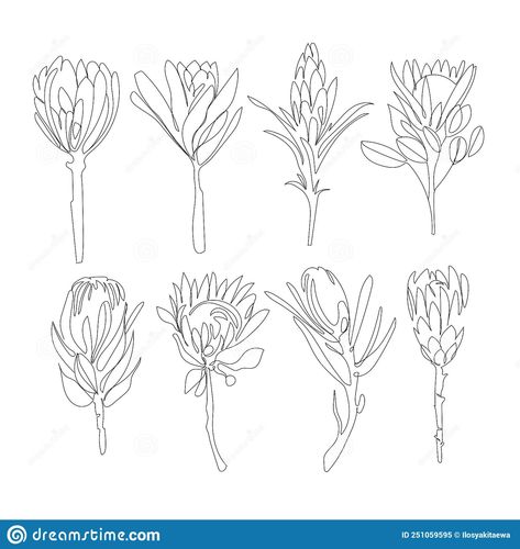 Protea Line Drawing Tattoo, Protea Tattoo Small Simple, Fine Line Protea Tattoo, Protea Line Art, King Protea Tattoo, Protea Flower Drawing, Protea Sketch, Protea Line Drawing, Protea Flower Tattoo