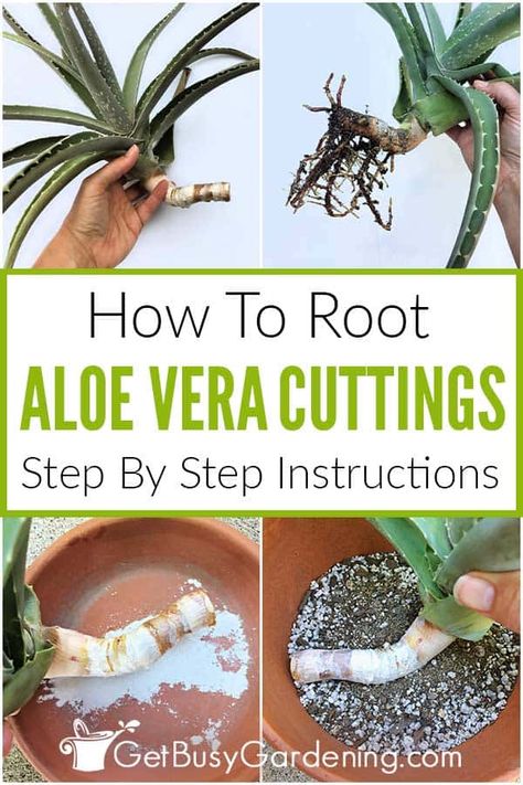 Do you have an aloe vera plant with long stems and want to learn how to use cuttings to propagate it? Though it’s not possible to root individual leaves, it’s fairly easy to propagate aloe vera stem cuttings. My detailed step by step guide will help walk you through exactly how to do it. I’ve shared all the necessary steps and tools you’ll need to multiply and grow your aloe from cuttings, and tips for the best success. Once you know how, you’ll have lots of new plants to share with friends. Life Restart, Propagating Aloe, Propagate Aloe, Propagate Aloe Vera, Aloe Plant Care, Aloa Vera, Aloe Vera Plant Indoor, Growing Aloe Vera, Clean Pots