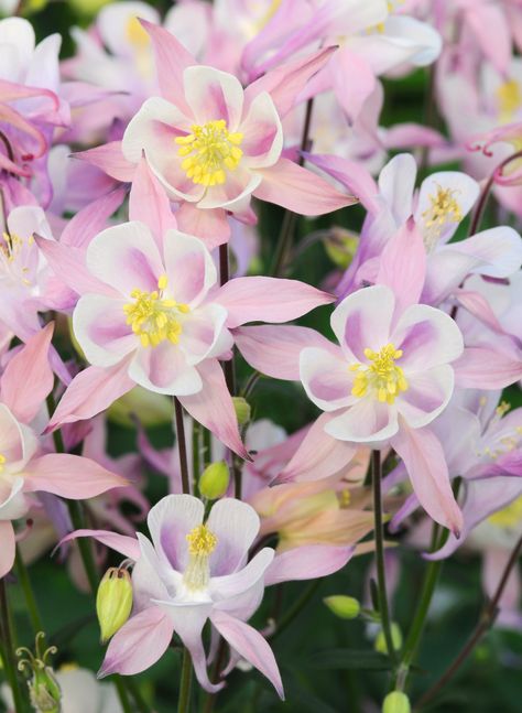 European Columbine 'Winky Pink' (Aquilegia vulgaris) Columbine Flower, Wildlife Gardening, Water Flowers, Exotic Flowers, Types Of Plants, Container Plants, All Plants, Flower Seeds, Spring Colors