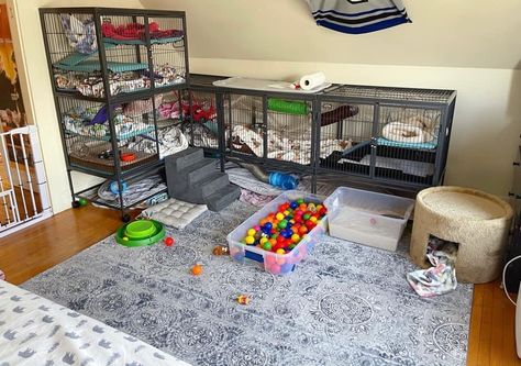 Ferret Room Ideas Diy, Ferret Room Play Areas, Ferret Toys Ideas, Ferret Enclosure Ideas, Ferret Setup, Ferret Cage Ideas Diy, Ferret Cage Ideas Aesthetic, Ferret Habitat, Cute Ferret Cage Ideas