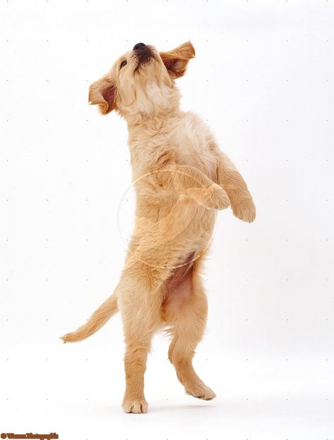 Golden Retriever puppy Golden Retriever Jumping, Dog Golden Retriever, Pet Muzzles, Cute Fluffy Dogs, Baby Puppy, Puppy Photography, Dog Line Art, Very Cute Puppies