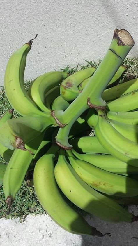 GREEN PLANTAINS Plantain Food Photography, Colombian Plantain Recipe, How To Ripen Plantains Quickly, Green Plantains, African Recipes Nigerian Food, Ripe Plantain, Pillar Design, Fruit Stand, Butterfly Art Painting