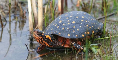 Kuda Nil, Turtles For Sale, Spotted Turtle, River Turtle, Freshwater Turtles, Snake Turtle, Small Turtles, Aquatic Turtles, Wild Animals Pictures