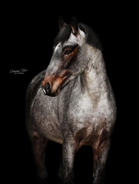 This incredible colored horse is Orlov trotter stallion Agat.  Photo: Kristina Gorkovskaya Orlov Trotter, Dapple Grey Horses, Horse Photographer, Horse Boarding, Equine Photographer, Grey Horse, Horse World, Horse Drawing, All The Pretty Horses