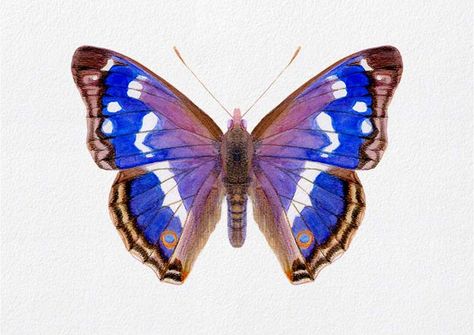 Purple Emperor Butterfly, Watercolour Wildlife, Artwork Butterfly, Emperor Butterfly, Purple Emperor, Art Papillon, Beautiful Butterfly Photography, Butterfly Artwork, Butterfly Art Painting