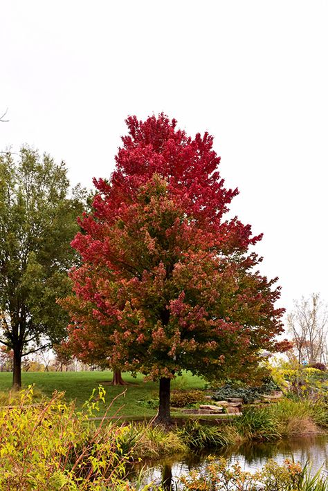 Red Sunset Red Maple (Acer rubrum 'Franksred') at Canadale Nurseries Red Sunset Maple, Acer Rubrum, Landscape Nursery, Sunset Red, Plant Tags, New Garden, Red Fall, Red Sunset, Red Maple