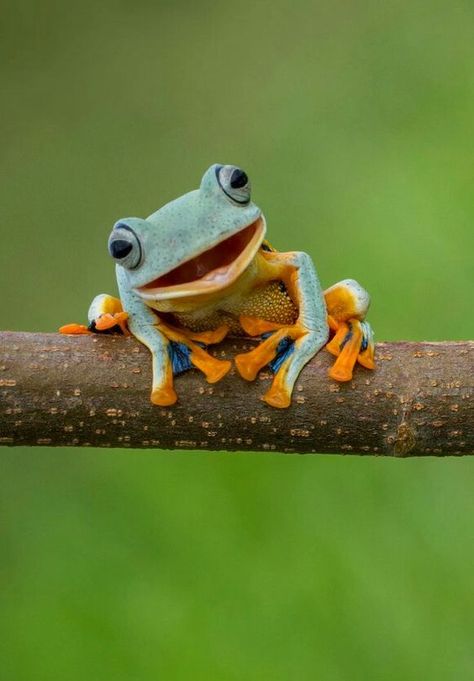 ♔ Grenouilles - Frogs Amazing Frog, Frog Pictures, Cute Reptiles, Funny Frogs, Trending Pins, Frog Art, A Frog, Frog And Toad, Creature Feature