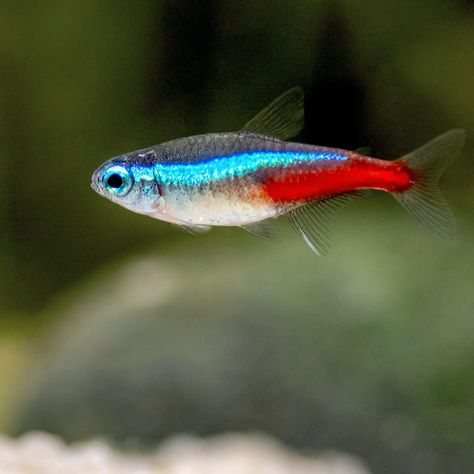 Fish For 10 Gallon Tank, White Cloud Minnow, Chili Rasbora, Neon Tetra Fish, Tetra Fish, Neon Tetra, Community Tanks, Undersea World, Fishing For Beginners