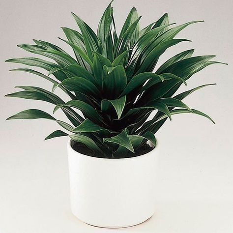 Dracaena deremensis, also known as Janet Craig dracaena, grows well as a houseplant in nearly any location. These tropical plants can only survive outdoors in the warmest of climates, although you can move them to a sheltered patio for summer enjoyment. Janet Craig dracaena only requires minimal care to produce deep green foliage and lush growth. Janet Craig Plant, Dracaena Deremensis, Best Air Purifying Plants, Dracaena Plant, Air Purifying House Plants, Inside Garden, Plant Care Houseplant, Garden Life, Indoor Plant Care