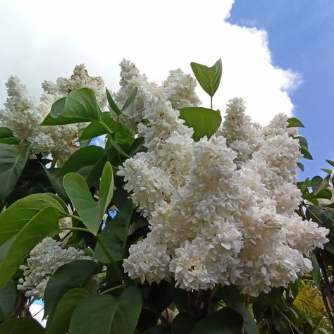 White Lilac Tree, White Lilac Bush, Lilac Standard Tree, Texas Lilac Tree, Sky London, Yellow Shrubs, Common Lilac Bush, White Lilacs, White Flowering Trees