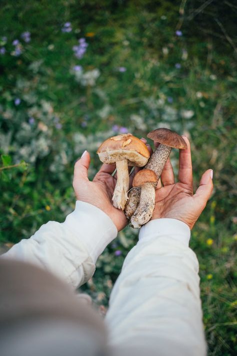 Can You Make Money Growing Mushrooms? - Foraged - Foraged Grow Mushrooms At Home, Money Growing, Grow Mushrooms, Growing Mushrooms At Home, How To Stay Organized, Mushroom Identification, Mushroom Recipes Pasta, Mushroom Risotto Recipes, Chicken Of The Woods