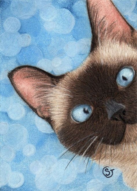 Colored Pencil Painting, Cats Tips, Cat Siamese, Siamese Kittens, Pencil Painting, Celestial Art, Cat Artwork, Cat Colors, Cat Painting