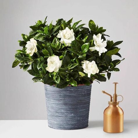 6 Great-smelling plants you can grow inside your home Gardenia Indoor, Growing Gardenias, Gardenia Plant, Ghost Plant, Buy Plants Online, Plant Help, Plant Delivery, Planting Hydrangeas, Indoor Plant Care