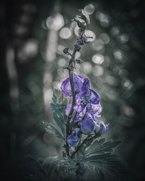 Aconitum wolfsbane monkshood aesthetic Shadow Witch Aesthetic, Green Witch Garden, Witchy Herbs, Witch's Garden, Medieval Witch, Garden From Scratch, Kingdoms Of Amalur, Botanical Sketchbook, Magic Potions