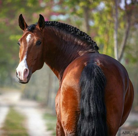 Light Bay Horse, Lusitano Stallion, Kathiyawadi Horse, Horse Standing, Bay Horses, Lusitano Horse, Horse Markings, Ugly Dogs, Horse Colors