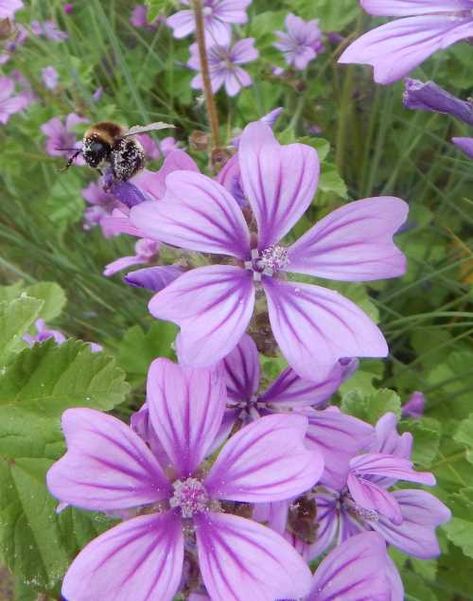 Bumble bee foraging on Common Mallow - Malva sylvestris Common Mallow, Malva Sylvestris, Types Of Bees, Mallow Flower, Bees And Wasps, Bee Garden, Plant Identification, Spring Bulbs, Small Space Gardening