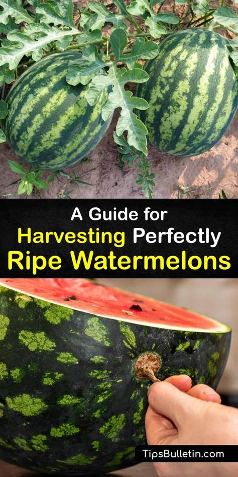 Find a perfectly ripe watermelon with our methods of testing ripeness and finding overripe and unripe ones by their hollow sound. Plus, learn about pollination with female flowers, why the best cultivar is the Sugar Baby, and tips for growing watermelons at home. #when #harvest #watermelon Watermelon Ripeness Chart, Harvesting Watermelon, Preserving Watermelon, When To Pick Watermelon, Pick Watermelon, Picking Watermelon, Pick A Watermelon, Watermelon Growing, Growing Watermelon