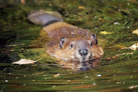 Swimming beaver. Cute swimming beaver in murky lake water #Sponsored , #SPONSORED, #AFFILIATE, #beaver, #lake, #water, #Cute Beaver Moon, Canada Eh, Pet Hotel, Wild Animals Pictures, Lake Water, Pet Home, Diy Stuffed Animals, In November, Pet Bed