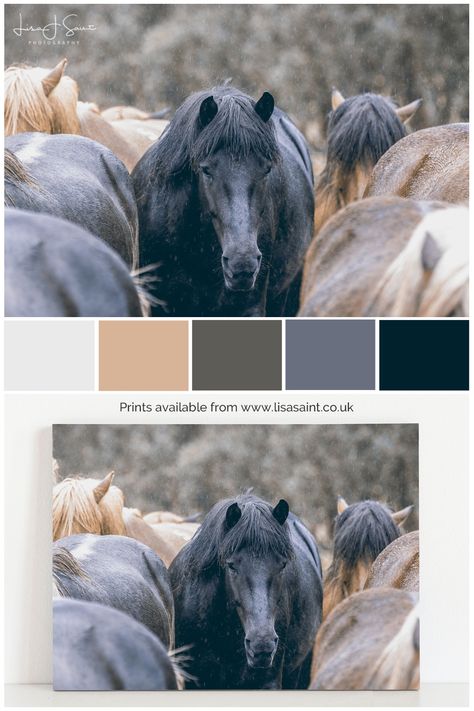 Equestrian Color Palette, Color Palette From Image, Glicee Prints, Horses Equestrian, Equestrian Decor, Icelandic Horse, Horse Horse, Horse Diy, Brand Color Palette