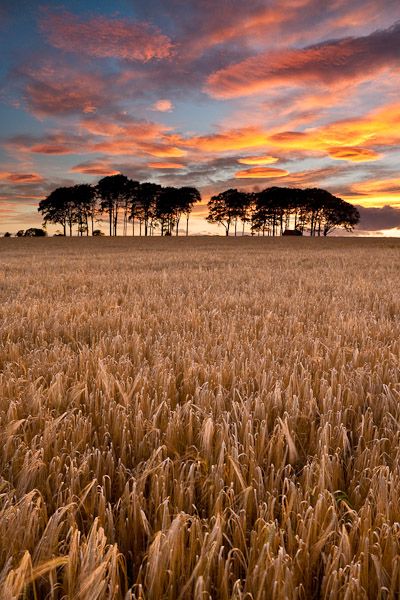 Fields Of Barley, Landscape Edging Stone, Angus Scotland, Barley Field, Lenticular Clouds, Farm Landscape, Fields Of Gold, Wind Direction, Landscape Edging