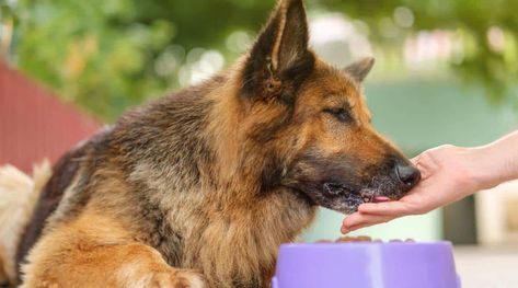 German Shepherd Feeding Chart: How Much Should I Feed My GSD? Raw Diet, Gsd Puppies, Puppy Chow, Puppy Food, Poodle Dog, Shepherd Puppies, German Shepherd Puppies, German Shepherd Dogs, German Shepherd