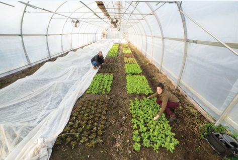 Photoperiodism: How Day Length Affects Plant Growth | High Mowing Organic Non-GMO Seeds Red Oak Leaf, Growing Lettuce, Winter Crops, Head Of Lettuce, Front Yard Garden Design, Overwintering, Crop Rotation, Cold Frame, Front Yard Garden