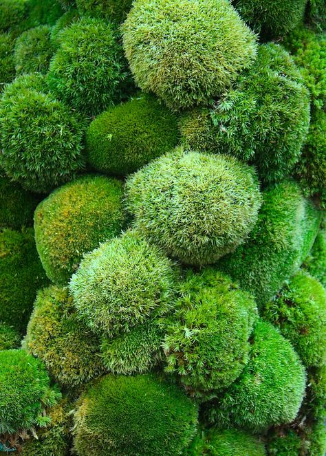 Mos Wand, Moss Growing, Lichen Moss, Moss Garden, Chelsea Flower, Chelsea Flower Show, Paradise On Earth, Alam Yang Indah, Flower Show