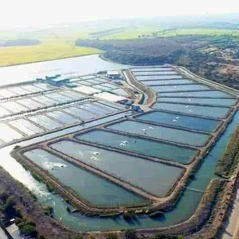 Fish Farming Ponds, Aquaculture Fish, Poultry Business, Aqua Farm, Shrimp Farming, Floating Architecture, Farm Shed, Farm Layout, Vertical Farming