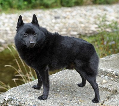 Schipperke Puppies For Sale In Ohio Schipperke Puppies, Keeshond Dog, Corgi Facts, Schipperke Dog, Unique Dog Breeds, Pembroke Welsh Corgi Puppies, Purebred Dogs, Corgi Puppy, Cute Corgi